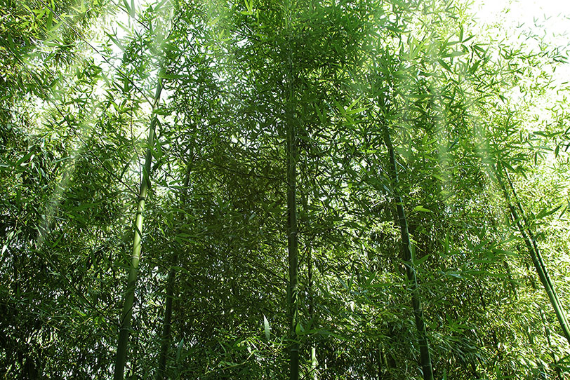 リンク集1ページ